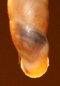 Clausiliidae da posatura Isonzo